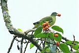 Thick-billed Green-Pigeon